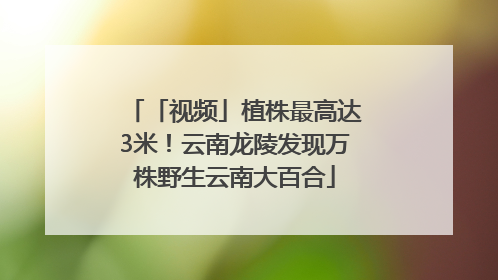 「视频」植株最高达3米！云南龙陵发现万株野生云南大百合