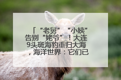 “老舅”“小姨”告别“姥爷”！大连9头斑海豹重归大海，海洋世界：它们已具备野外生存能力