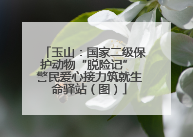 玉山：国家二级保护动物“脱险记” 警民爱心接力筑就生命驿站（图）