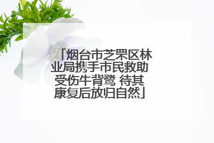 烟台市芝罘区林业局携手市民救助受伤牛背鹭 待其康复后放归自然