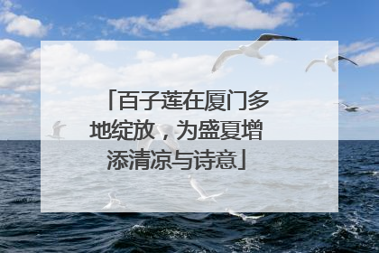 百子莲在厦门多地绽放，为盛夏增添清凉与诗意
