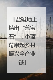 盐碱地上结出“蓝宝石”，小蓝莓串起乡村振兴全产业链