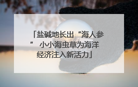 盐碱地长出“海人参” 小小海虫草为海洋经济注入新活力