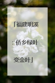 福建明溪：侨乡绿叶变金叶