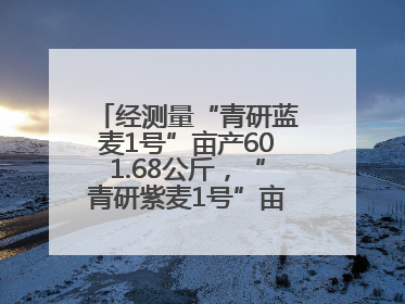 经测量“青研蓝麦1号”亩产601.68公斤，“青研紫麦1号”亩产671公斤