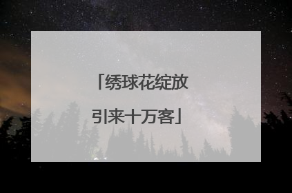 绣球花绽放 引来十万客