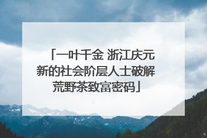 一叶千金 浙江庆元新的社会阶层人士破解荒野茶致富密码