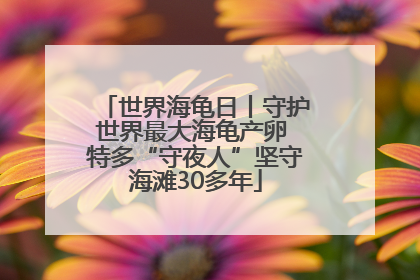 世界海龟日丨守护世界最大海龟产卵 特多“守夜人”坚守海滩30多年