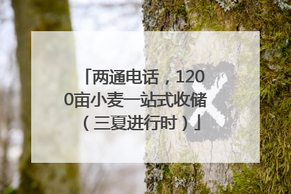 两通电话，1200亩小麦一站式收储（三夏进行时）