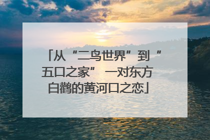 从“二鸟世界”到“五口之家” 一对东方白鹳的黄河口之恋