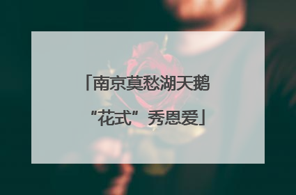 南京莫愁湖天鹅“花式”秀恩爱