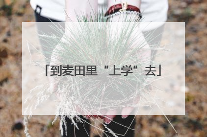 到麦田里“上学”去