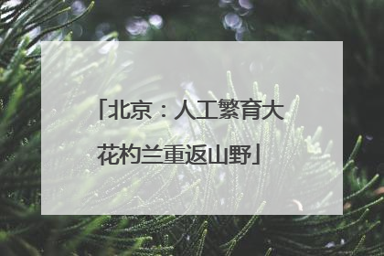 北京：人工繁育大花杓兰重返山野