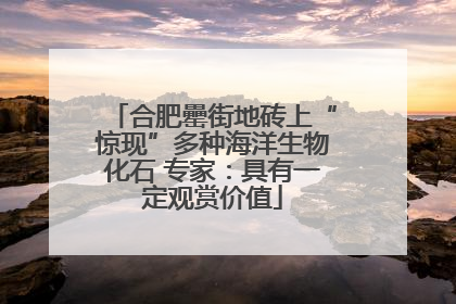 合肥罍街地砖上“惊现”多种海洋生物化石 专家：具有一定观赏价值