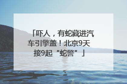吓人，有蛇藏进汽车引擎盖！北京9天接9起“蛇警”