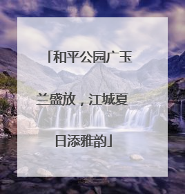 和平公园广玉兰盛放，江城夏日添雅韵