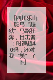 四川乐山一鸵鸟“越狱”马路狂奔，目击者：时速超40码，还对我“笑”了下