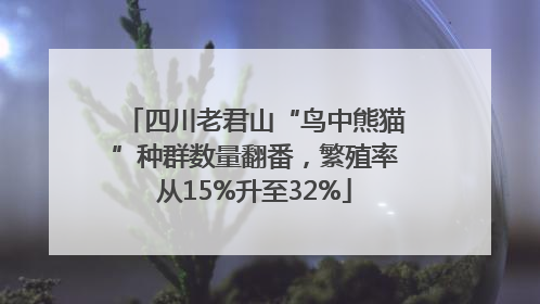 四川老君山“鸟中熊猫”种群数量翻番，繁殖率从15%升至32%