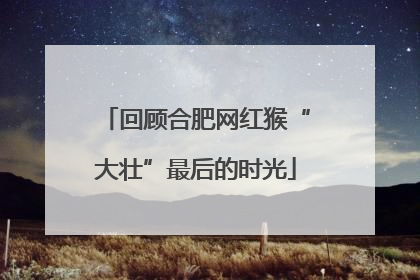 回顾合肥网红猴“大壮”最后的时光