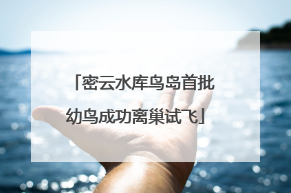 密云水库鸟岛首批幼鸟成功离巢试飞