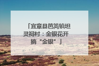 宜章县笆篱镇坦灵祠村：金银花开摘“金银”