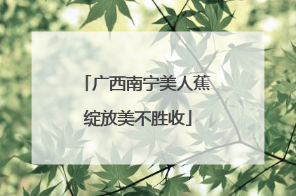 广西南宁美人蕉绽放美不胜收