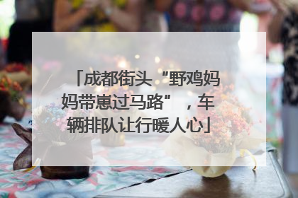 成都街头“野鸡妈妈带崽过马路”，车辆排队让行暖人心
