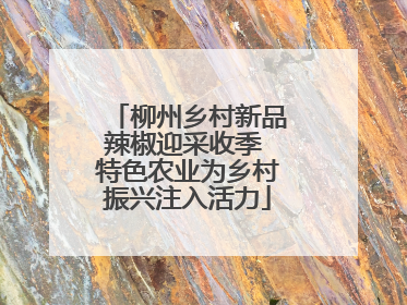 柳州乡村新品辣椒迎采收季 特色农业为乡村振兴注入活力