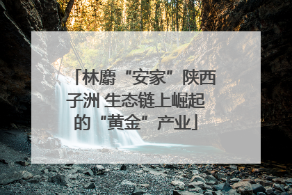 林麝“安家”陕西子洲 生态链上崛起的“黄金”产业