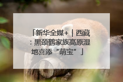 新华全媒+｜西藏：黑颈鹤家族高原湿地喜添“萌宝”