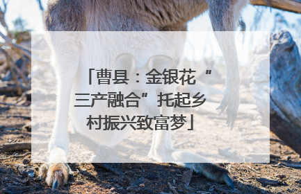 曹县：金银花“三产融合”托起乡村振兴致富梦