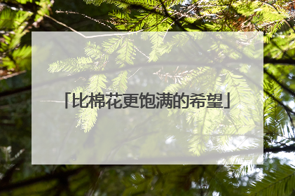 比棉花更饱满的希望