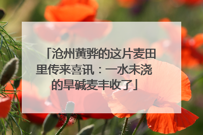 沧州黄骅的这片麦田里传来喜讯：一水未浇的旱碱麦丰收了