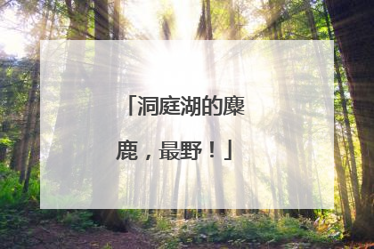 洞庭湖的麋鹿，最野！