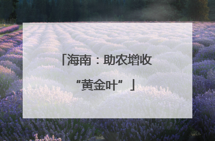海南：助农增收 “黄金叶”