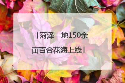 菏泽一地150余亩百合花海上线