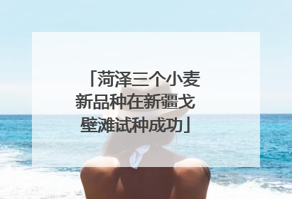 菏泽三个小麦新品种在新疆戈壁滩试种成功