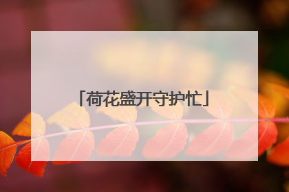 荷花盛开守护忙