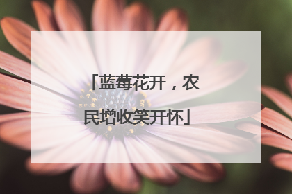 蓝莓花开，农民增收笑开怀