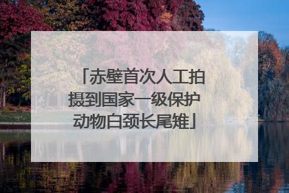 赤壁首次人工拍摄到国家一级保护动物白颈长尾雉