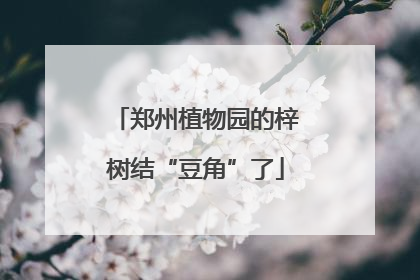 郑州植物园的梓树结“豆角”了