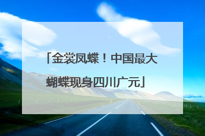 金裳凤蝶！中国最大蝴蝶现身四川广元