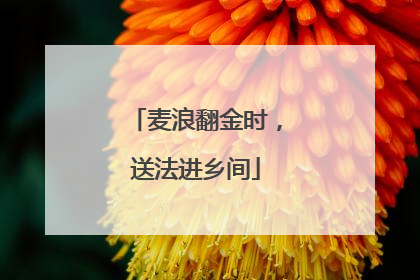 麦浪翻金时，送法进乡间