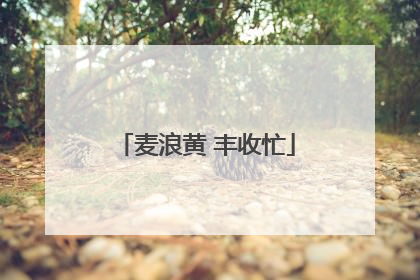 麦浪黄 丰收忙